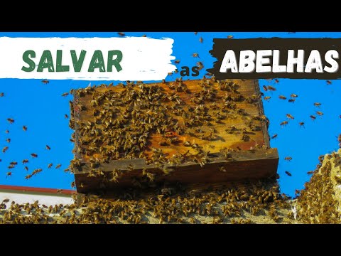 Quer salvar as abelhas, mas é alérgico? 7 coisas para ajudar as abelhas.