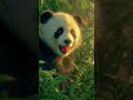 #cutepanda