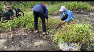 volunteered to clean up playgrounds and sidewalks invaded by overgrown grass using rudimentary tools