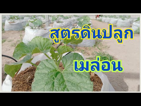 สูตรดินปลูกเมล่อน