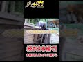 攻撃的なキイロスズメバチの巣の在処を探して駆除する！　#shorts