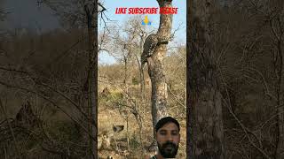 leopard Thinks Twice About jumping on hyena #wildlife #animals #nature #funny #hyena  #viral #video