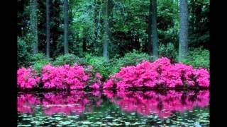André Rieu - Nightingale Serenade