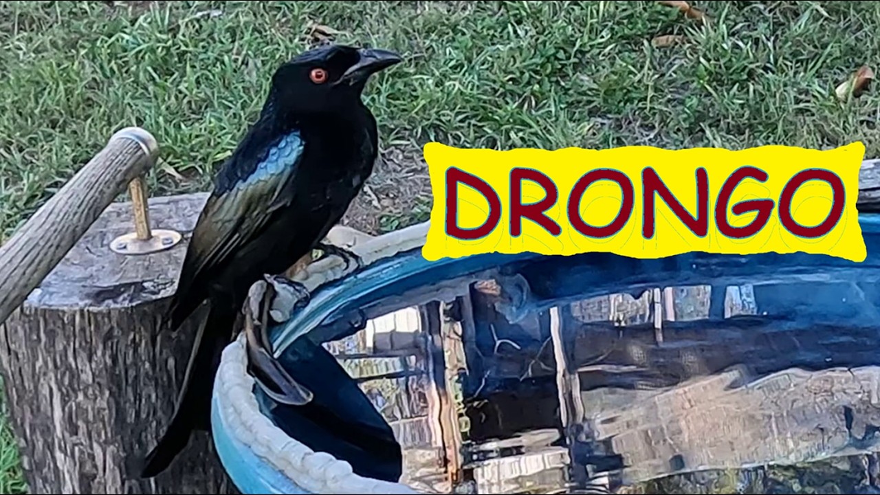 Beautiful Spangled Drongo sings and comes for a drink – Australian birds