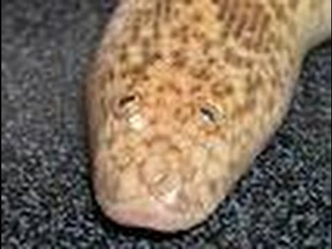 pythons for sale Snake Bytes TV - Sand Boas : SnakeBytesTV