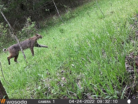 Recap of the Best Trail Camera Pictures of 2022 Part 2