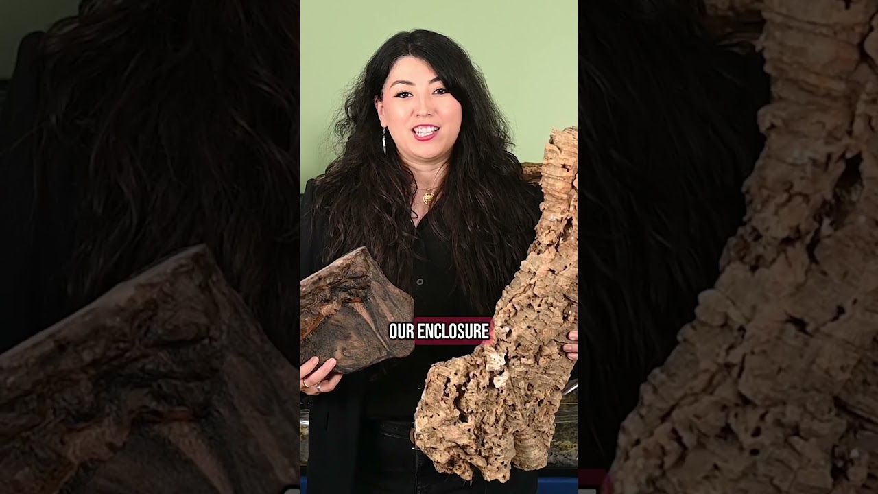 Thinking about using loose substrate for your bearded dragon? 🌿