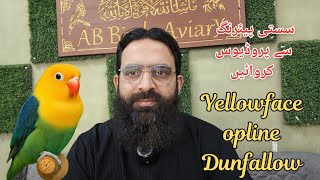 How to produce Yellowface opline dunfallow||Cheap pairing Best Results||Lovebirds breeding||