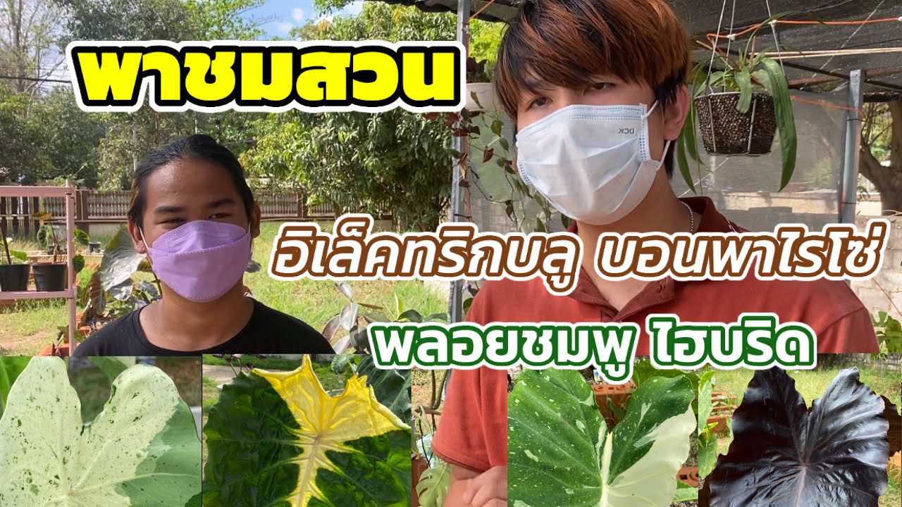 เช่า โคโล 2022 Update คนรุ่นใหม่สนใจปลูกโคโลคาเซียสร้างรายได้ระหว่างเรียน| Colocasia