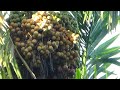 Sirsi Local Arecanut Trees at Sirsi / 22 quintals per acer