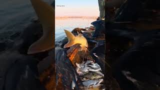 Carp fishing #fishing #carpfishing