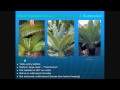 Cycads the 35 best cycads for landscapes
