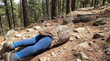 rescue animal: Giant Reticulated Python Attacks Hiker: Incredible Mountain Rescue Mission