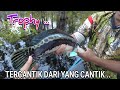 IKAN SUPER CANTIK INI PUN TAKLUK DENGAN MANG DIMAN...🥰😍...