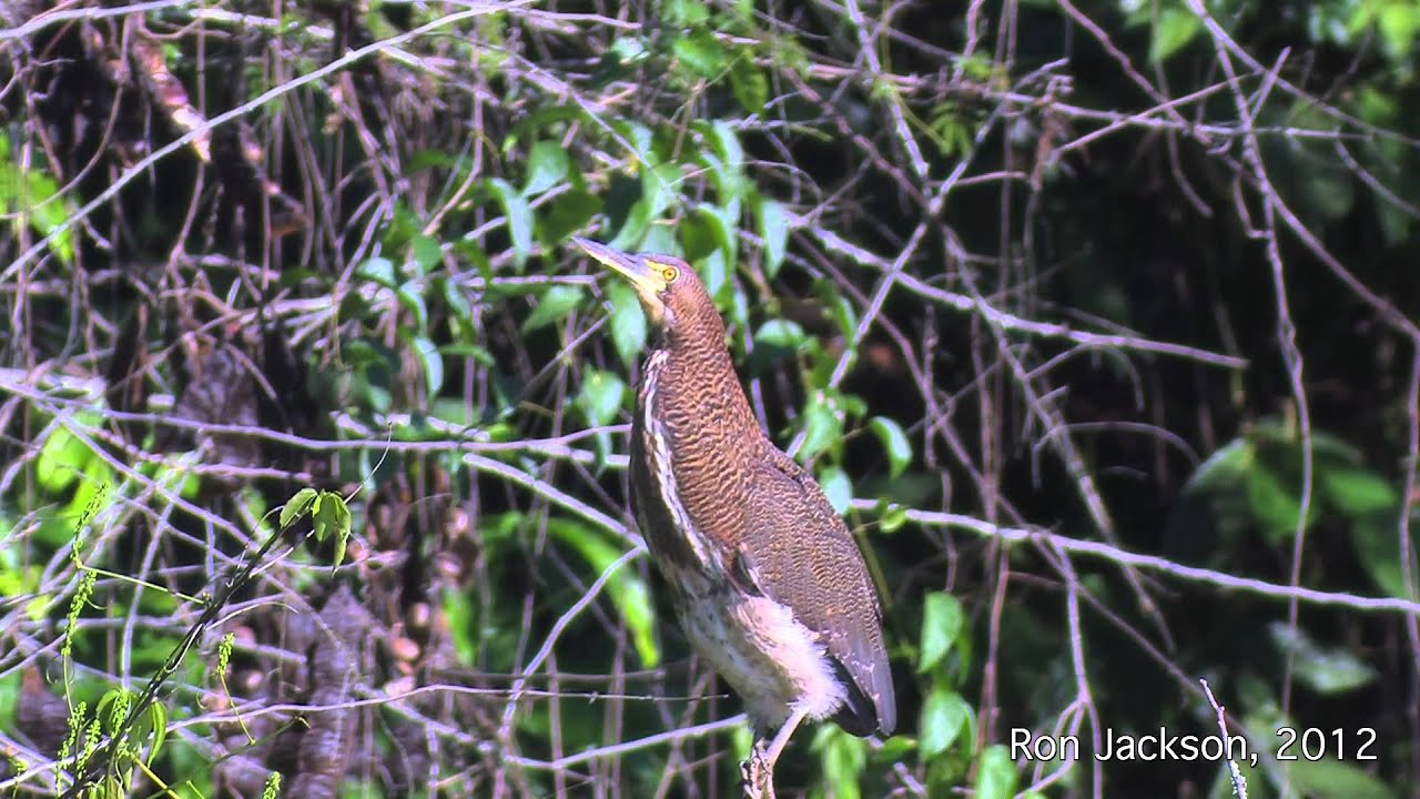 Rufescent Tiger-Heron ("Soco-boi")   -  Tigrisoma lineatum