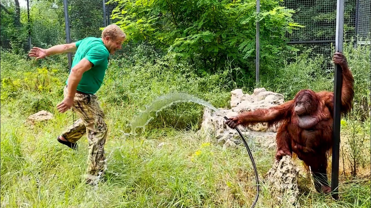Олег Зубков хотел научить Дану поливать посетителей 🤣 Орангутан на провокацию не поддалась🤣 Тайган