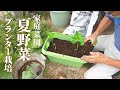 【家庭菜園】プランター栽培で夏野菜。初心者向けの種まき～土入れ～苗の植替え方