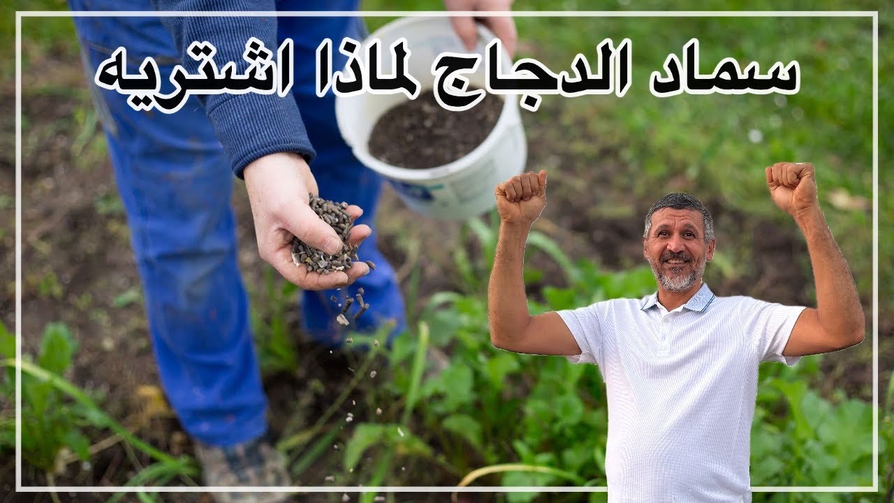 بدات اليوم برش سماد الدجاج في المزرعه وطريقة التسميد