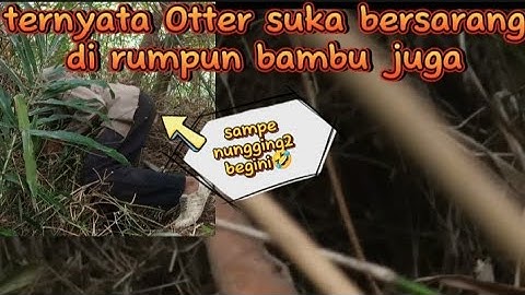 MENEMUKAN SARANG OTTER di rumpun bambu