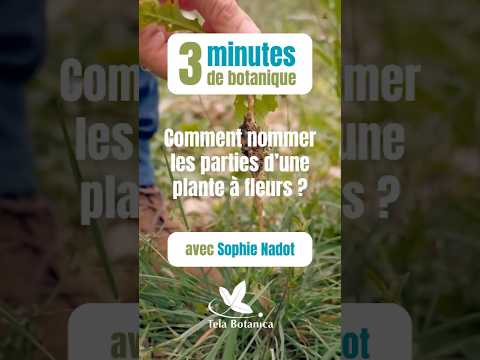 Vidéo YouTube