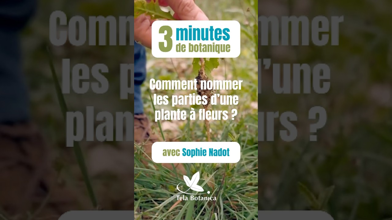 Comment nommer les parties d’une plante à fleurs ? 