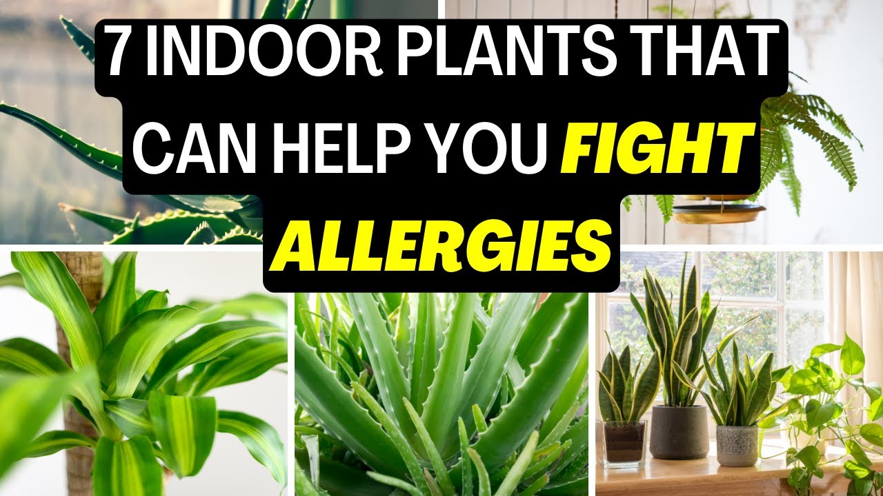 Breathe Easy 7 Indoor Plants That Can Help You Fight Allergies YouTube breathe-easy-7-indoor-plants-that-can-help-you-fight-allergies-youtube