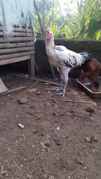 Ternak rumahan (Ayam pelung jalak)