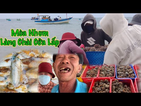 Video Mực Lá Sống nháy, Mùa Nhum '' Làng Chài Cửa Lấp '' |... - youtube