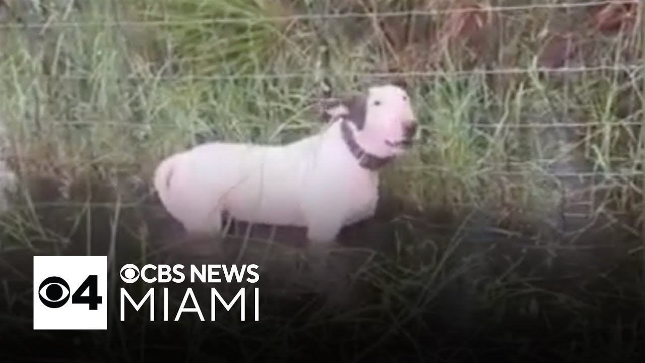 Florida trooper saves dog tied to pole during Hurricane Milton ...