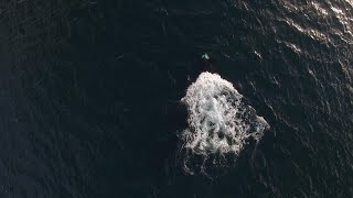 Killer Whales Near The Surface, Showing Mating Behaviour