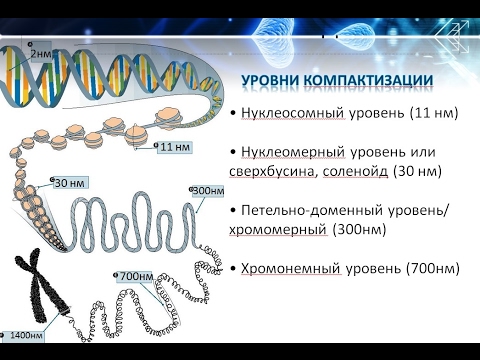 Хроматин уровни компактизации