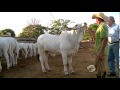 Fazenda piauiense avança na criação e investimentos na raça de gado Nelore