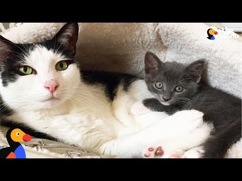 Cat Learns To Open Door To Meet New Foster Kittens - POKEY | The Dodo