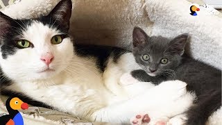 Cat Learns To Open Door To Meet New Foster Kittens  POKEY | The Dodo