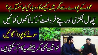 How to start Oud business in Pakistan | Agarwood farming in Pakistan | Grow Pakistan