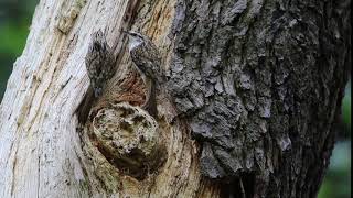 Treecreepers feeding at their nest