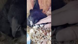 Newly hatched Easter Egger/ D’uccle chicks Wealth