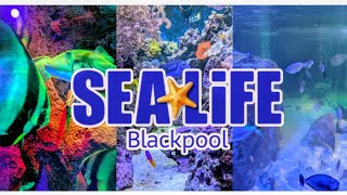 Sea Life Blackpool Footage | July 2025 (4K)