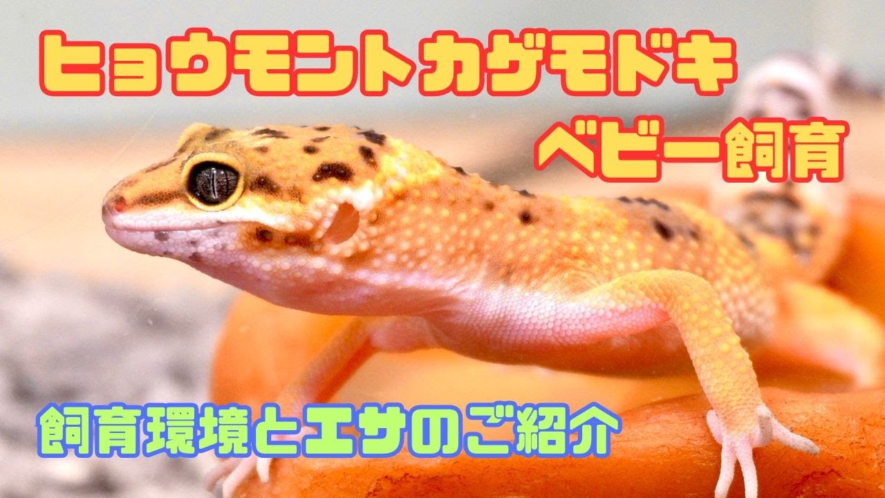 ヒョウモントカゲモドキのベビーの飼い方・飼育用品・飼育環境・エサについてまとめました