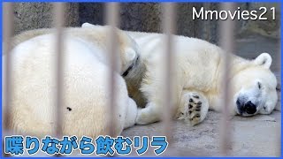 リラが鳴くと心配するデナリ ララの育児を陰でサポート