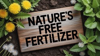 STOP Pulling These 'Weeds' – They're Soil Superchargers!