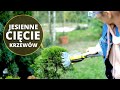 Jak i do kiedy JESIENIĄ ciąć krzewy? Jesienne cięcie hortensji, lawendy, róży i innych krzewów