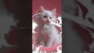 🥰❤️ Andha vanam vandhum vara #AndhaVanamVandhumVara#TamilSongs#LoveSongs#TamilLove#TamilMusic#love