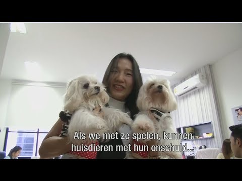 Video: Neem Je Hond Mee Naar Het Werk - Volledig Doorgelicht