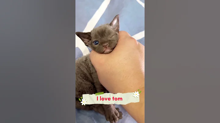 Watch the video about P3 i love tom #shorts #cat #funny #animals #music #xuhuong #cute #gameplay