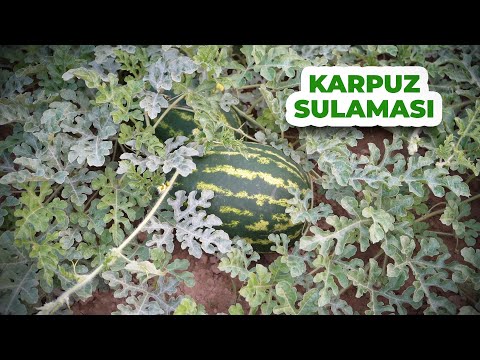 Video: Karpuzları Sulamak İçin İpuçları