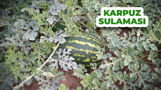 Karpuz Yetiştirme ve Sulama Rehberi - Karpuz Sulaması Zamanı