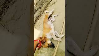 #reels #funny #shortvideo #dogvideos