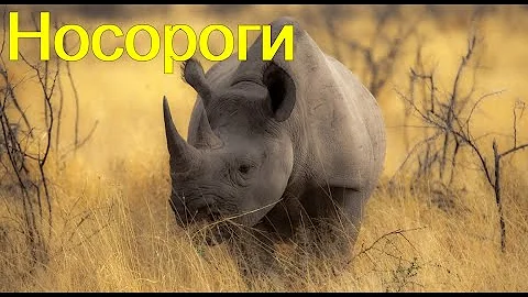Носороги.  Виды носорогов.