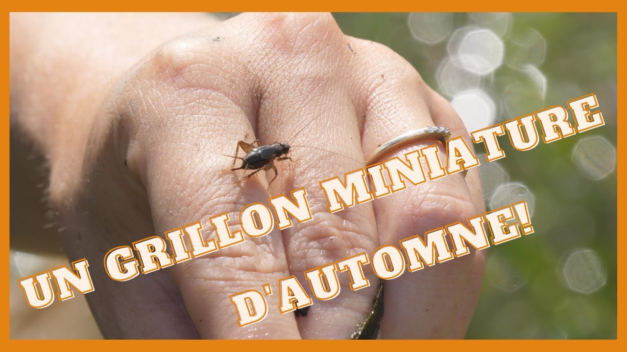 Un insecte d'automne: la némobie (grillon nain) et son chant
